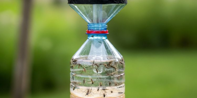 Truque simples com garrafa plástica acaba com mosquitos
