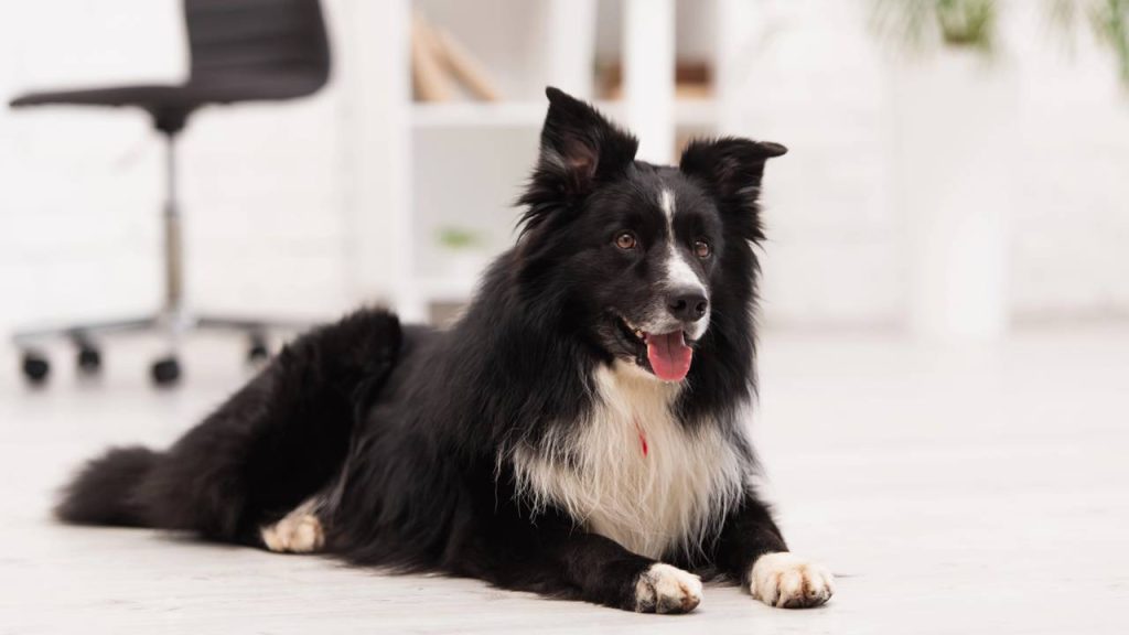 Que raça de cachorro você seria com base na sua data de nascimento?