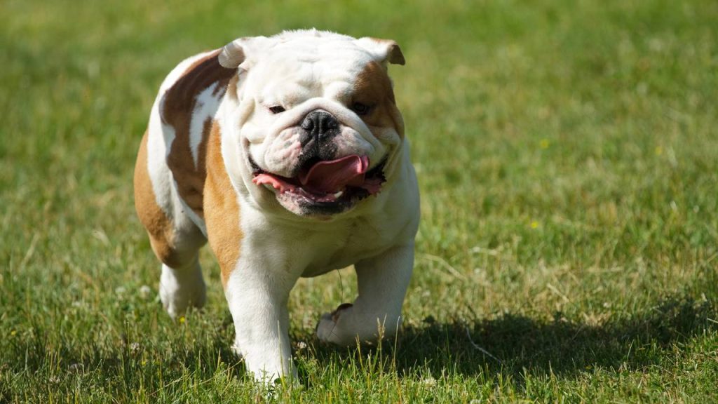 Que raça de cachorro você seria com base na sua data de nascimento?