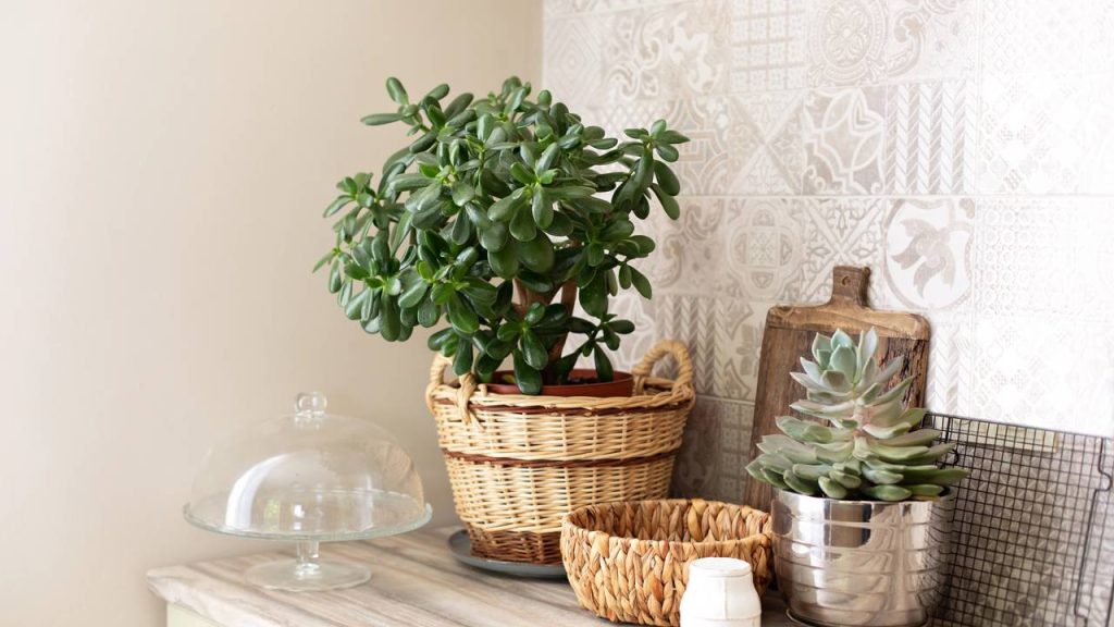 planta
