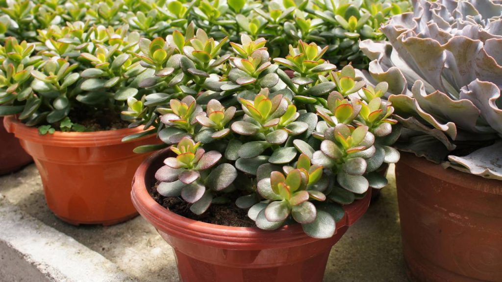 planta