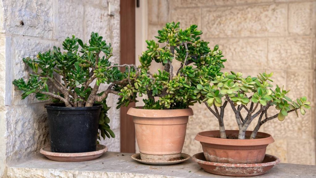 planta
