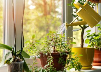 Esta planta poderosa é um imã de prosperidade para sua casa