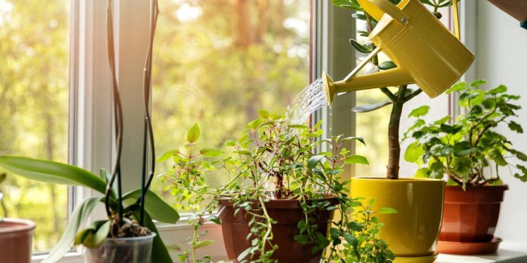 Esta planta poderosa é um imã de prosperidade para sua casa