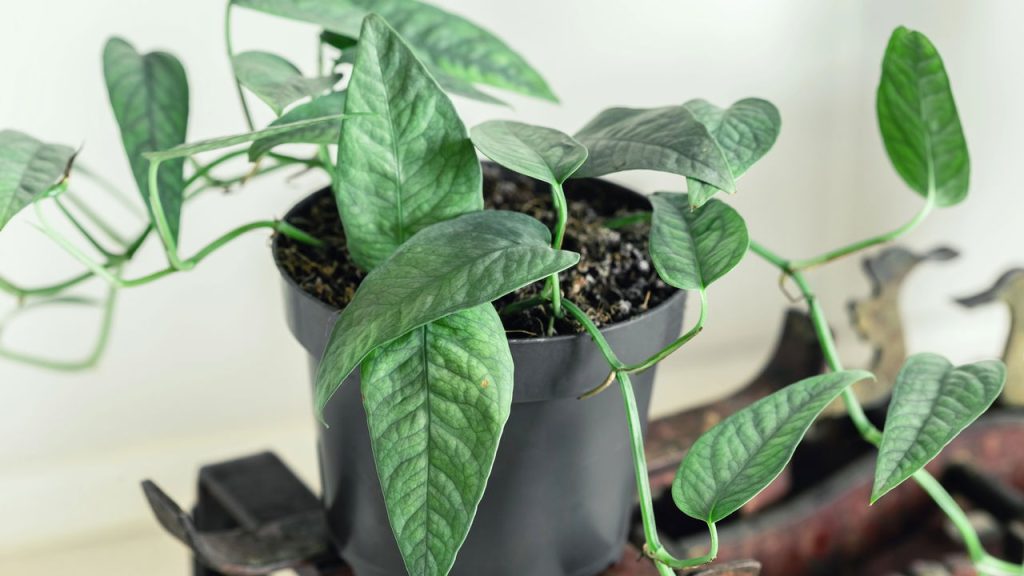 As plantas mais fáceis de cuidar para começar na jardinagem