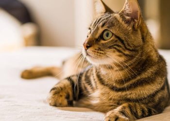 Não são sete vidas: como calcular a idade real do seu gato, segundo especialistas