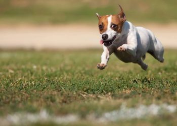 As 6 raças de cachorro mais rápidas do mundo que podem correr mais do que muitos carros