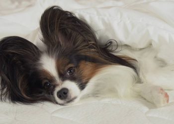 Raças de cães que quase não têm cheiro e surpreendem