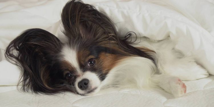 Raças de cães que quase não têm cheiro e surpreendem
