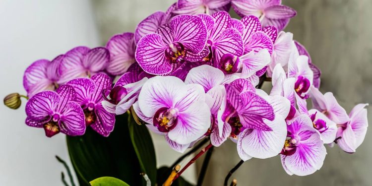 Truques sustentáveis para orquídeas mais bonitas e resistentes