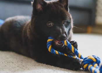 A raça de cão de guarda ideal para donos inexperientes