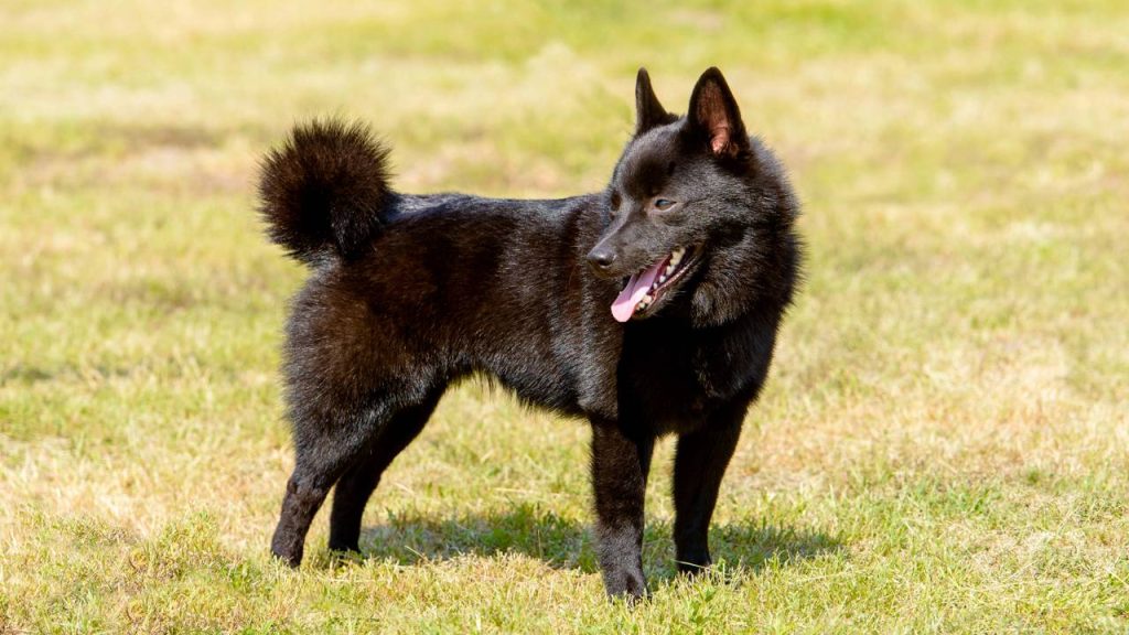 A raça de cão de guarda ideal para donos inexperientes