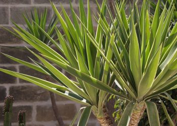 Três plantas perfeitas para quem não tem tempo para regar
