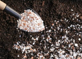 O adubo caseiro que fortalece as plantas e deixa o solo mais fértil