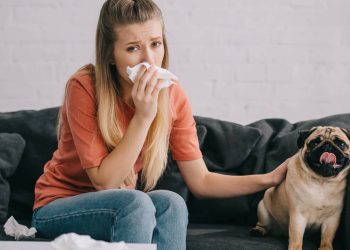 Cinco raças de cães que quase não soltam pelos e são ideais para alérgicos