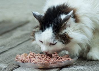 O atum é bom para gatos? O que dizem os especialistas sobre benefícios e riscos