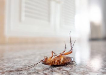 O método ecológico que afasta baratas sem veneno