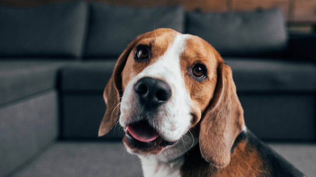 Que raça de cachorro você seria com base na sua data de nascimento?