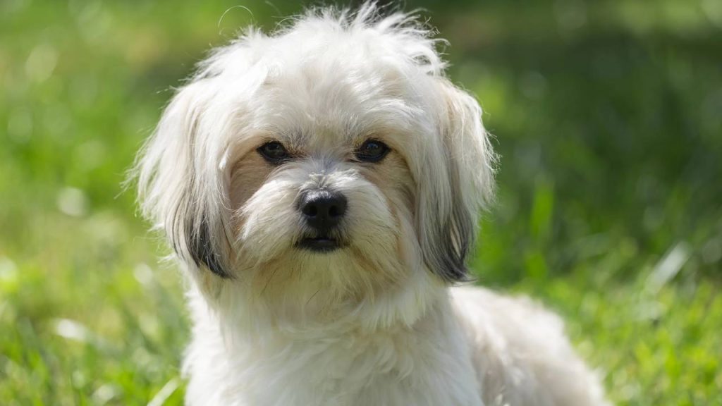 Seis raças de cães para você que ama o silêncio
