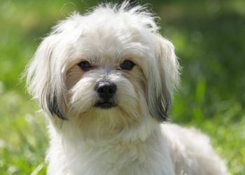 Qual é a raça de cachorro mais carinhosa do mundo, de acordo com a ciência?