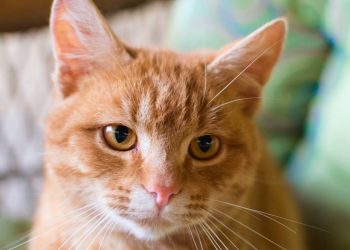 O que acontece se um gato perder os bigodes vai te espantar