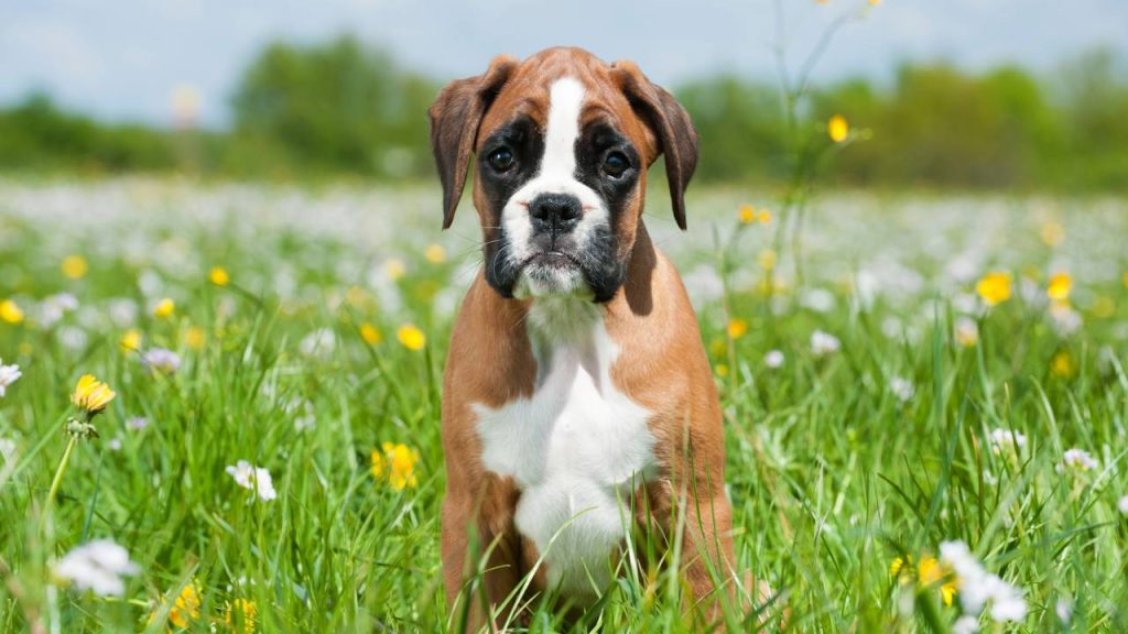 Que raça de cachorro você seria com base na sua data de nascimento?