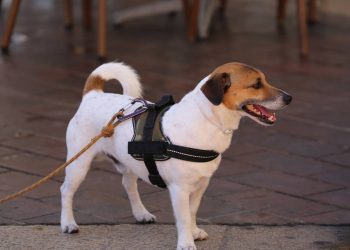 Adeus às coleiras para cães: a nova forma de transportar animais de estimação com conforto e segurança