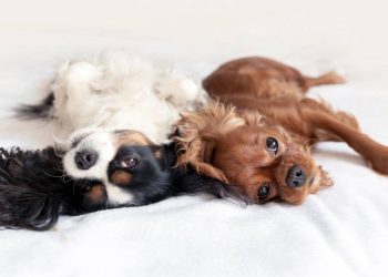O cachorro com a barriga para cima pode estar querendo mais do que carinho