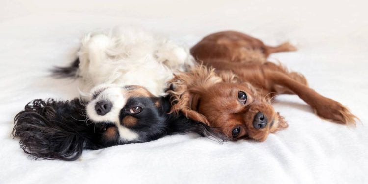 O cachorro com a barriga para cima pode estar querendo mais do que carinho