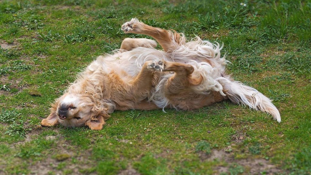 O cachorro com a barriga para cima pode estar querendo mais do que carinho