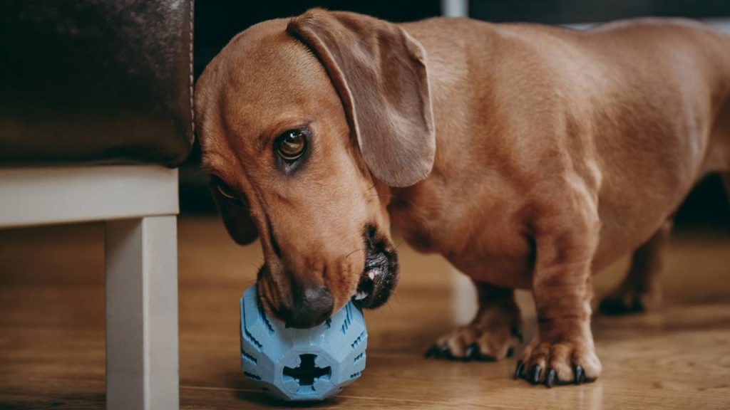 Poucos sabem: o que os cães sentem quando são deixados sozinhos em casa, segundo especialistas?
