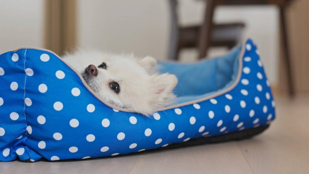 Quanto tempo um cachorro pode ficar sozinho em casa?