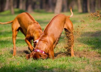 O que significa quando seu cachorro cava buracos no quintal, de acordo com especialistas