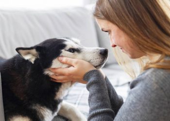 O que significa quando o cachorro evita contato visual, segundo a ciência?
