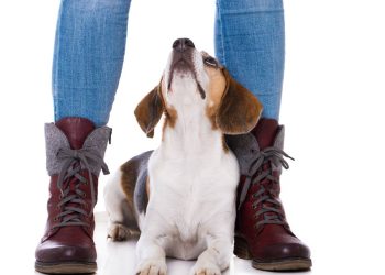 Por que alguns cães seguem seus donos o tempo todo? A ciência explica