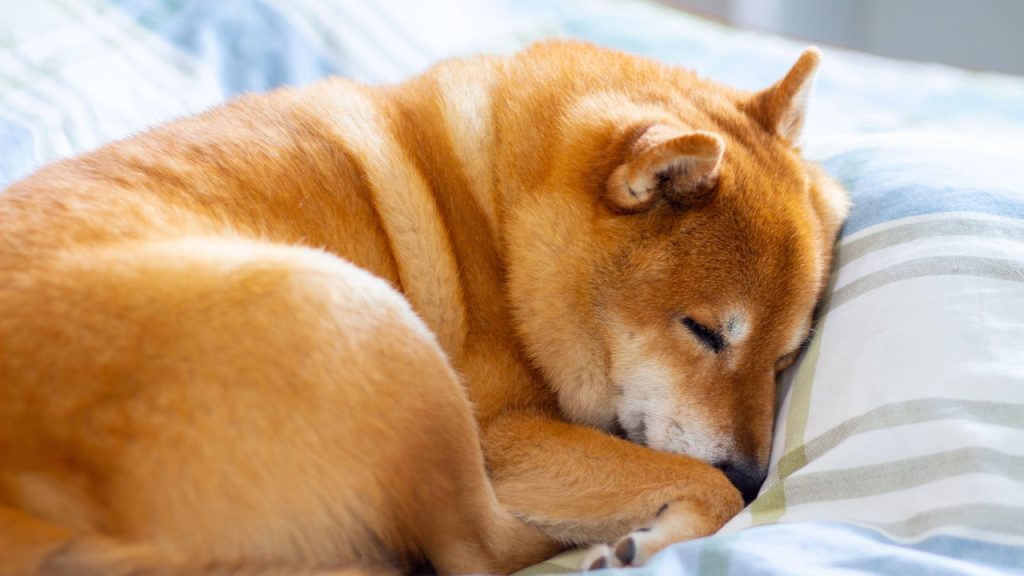 A forma que seu cachorro dorme revela mais do que você imagina