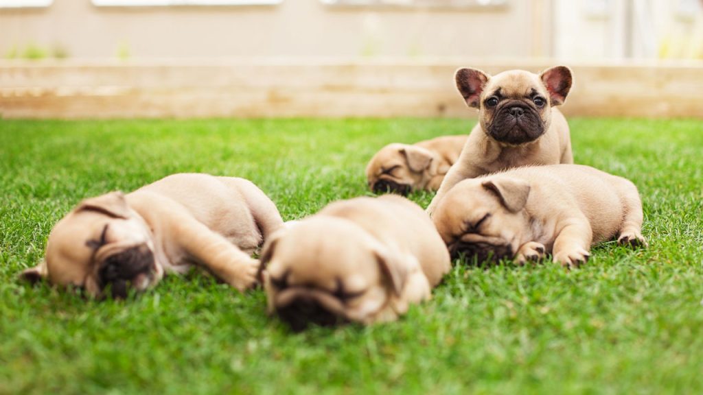 A forma que seu cachorro dorme revela mais do que você imagina