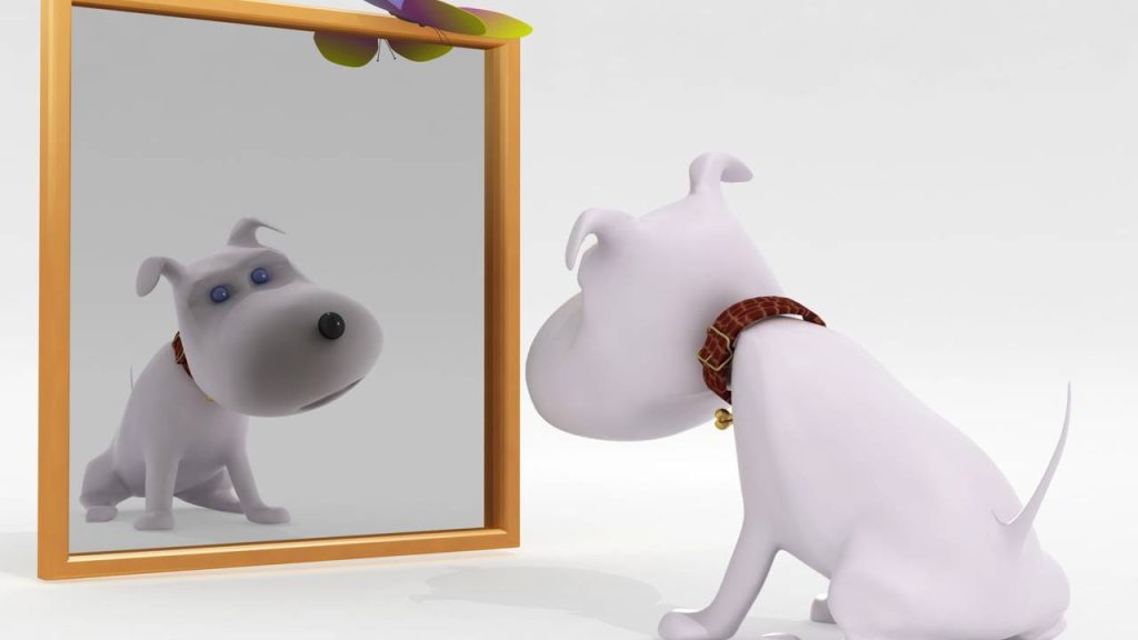 O que acontece quando cães e gatos se veem refletidos no espelho?