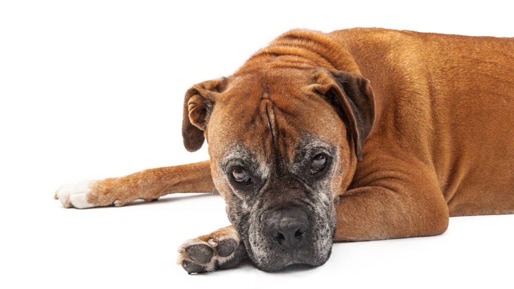 Com que idade os cães são considerados idosos, segundo a ciência?