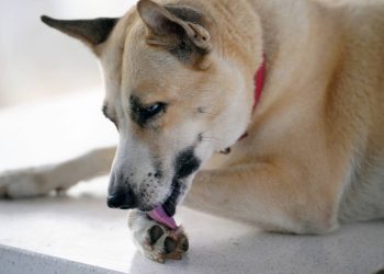 O que significa quando o meu cachorro lambe muito as patas, segundo especialistas?