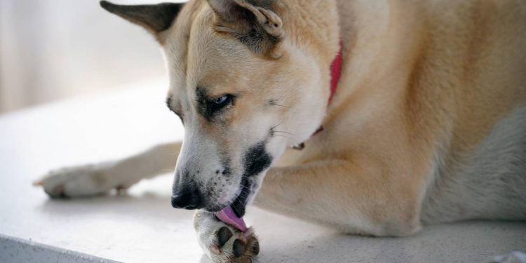 O que significa quando o meu cachorro lambe muito as patas, segundo especialistas?