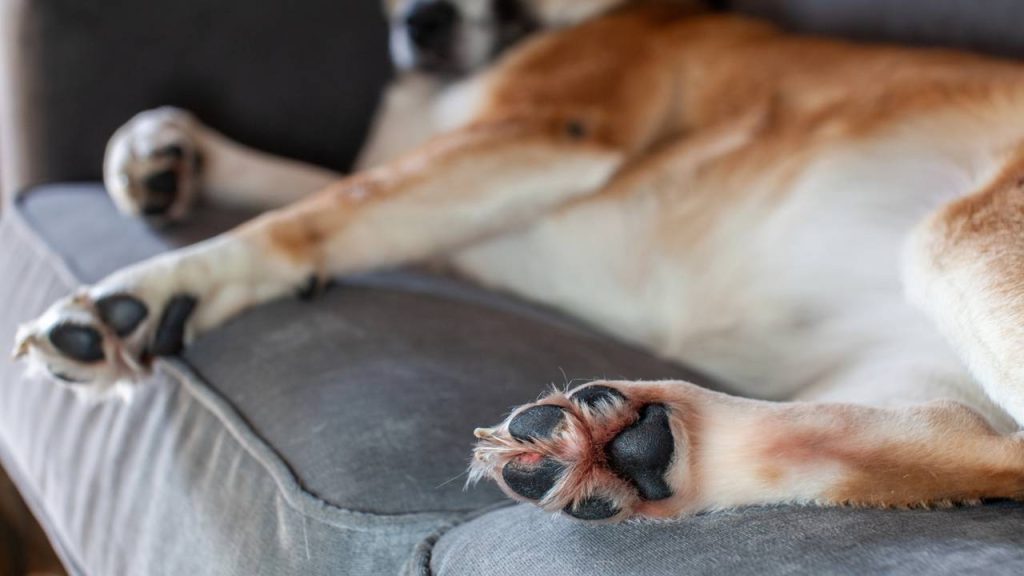 O que significa quando o meu cachorro lambe muito as patas, segundo especialistas?