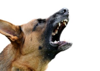 Por que os cães latem para algumas pessoas e para outras não?