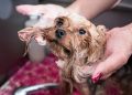 Truques para acabar com o cheiro de cachorro molhado em casa
