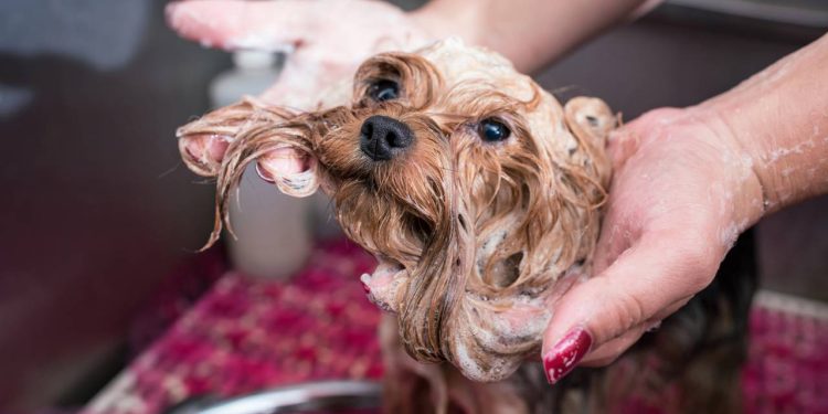 Truques para acabar com o cheiro de cachorro molhado em casa