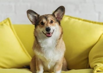O jeito mais seguro de tirar cheiro de urina de cachorro no sofá