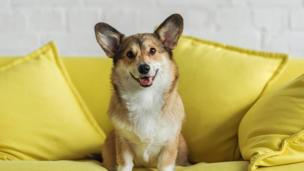 O que significa quando seu cão olha nos seus olhos por um longo tempo, segundo especialistas?