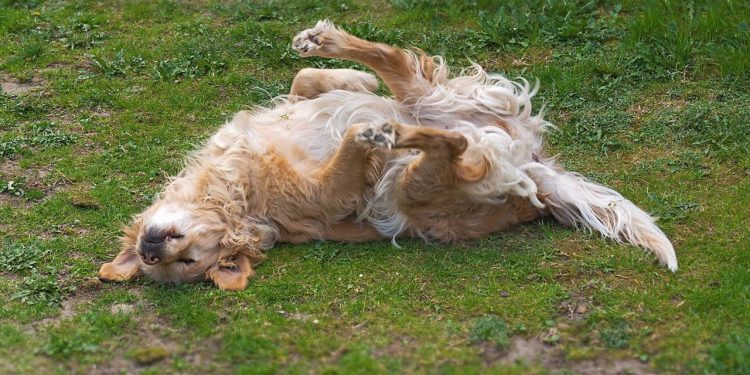 O que significa quando seu cão rola na terra após o banho, de acordo com especialistas?