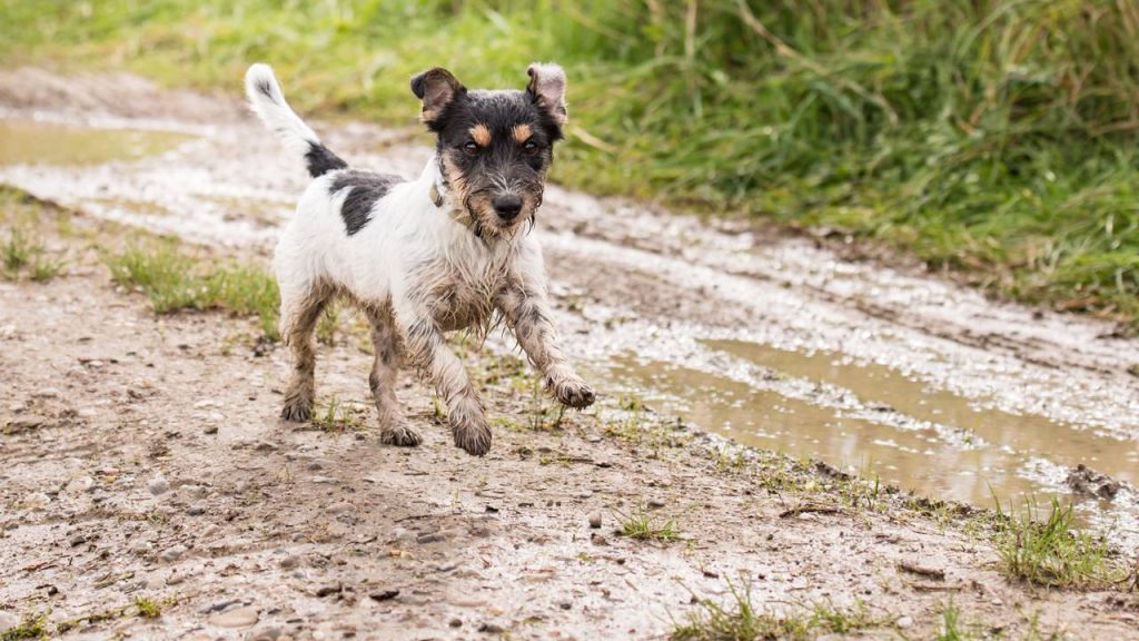 O que significa quando seu cão rola na terra após o banho, de acordo com especialistas?