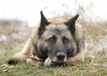 O que significa que seu cão suspira do nada, de acordo com veterinários?